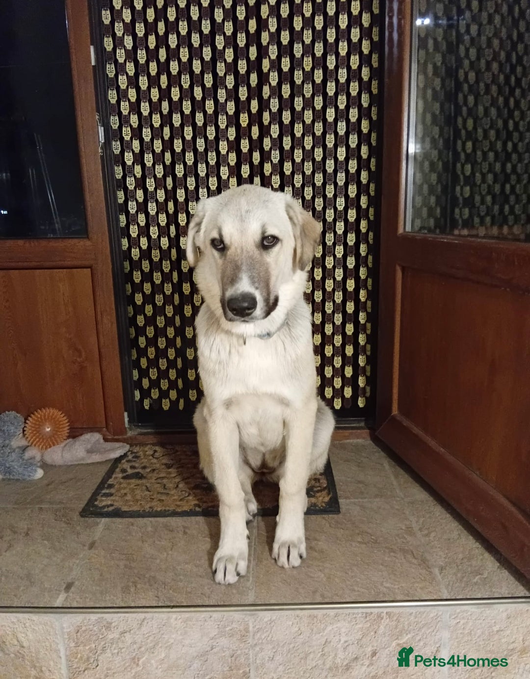 Mixed Breed dogs for sale: Female - Image 1