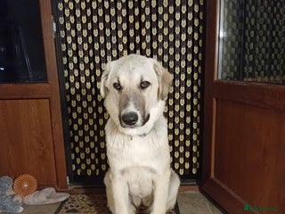 Mixed Breed dogs - Advert 13