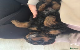 Cavapoo dogs for sale: Outstanding Blk and tan toy cavapoo male left  - Image 34
