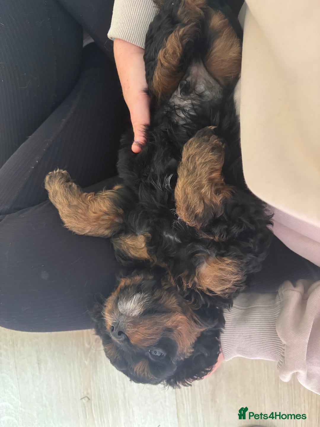 Cavapoo dogs for sale: Outstanding Blk and tan toy cavapoo male left  - Image 34