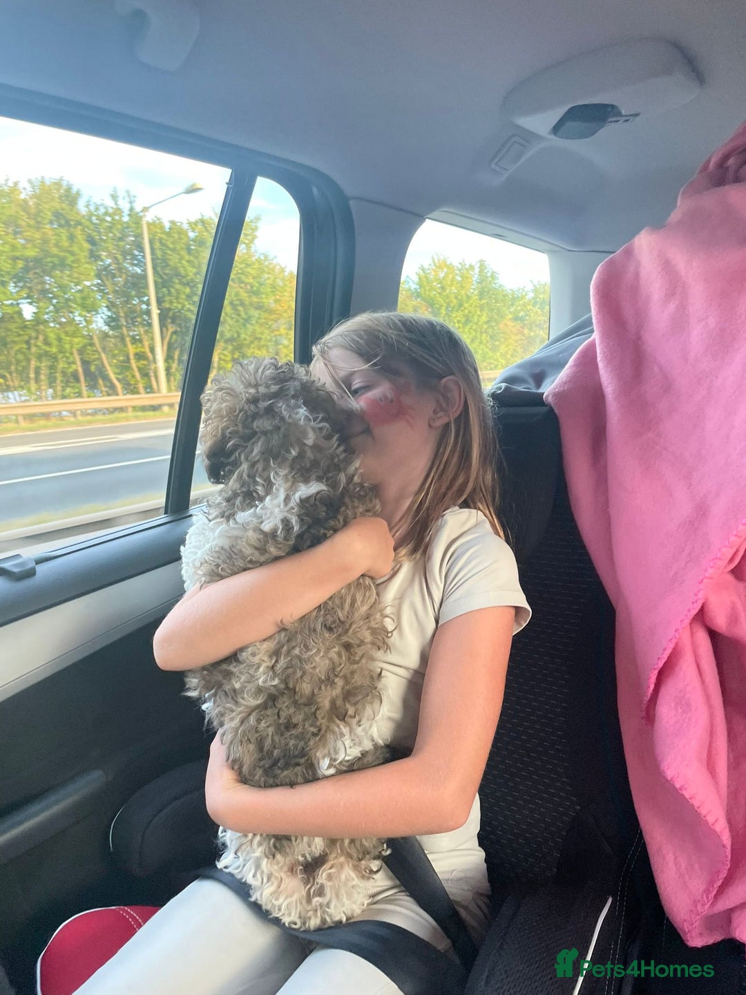 Shihpoo dogs for sale: Sad sale of our shihpoo girl lottie - Advert 4