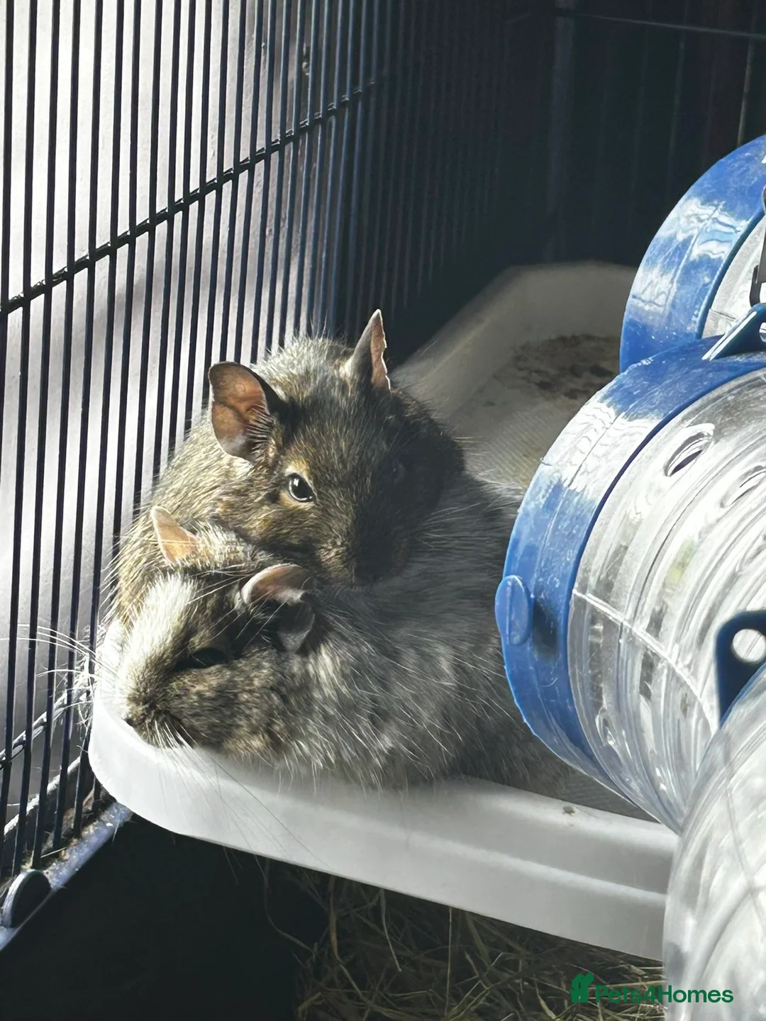 Mixed Breed rodents for sale: Brown degu in Baldock - Advert 3