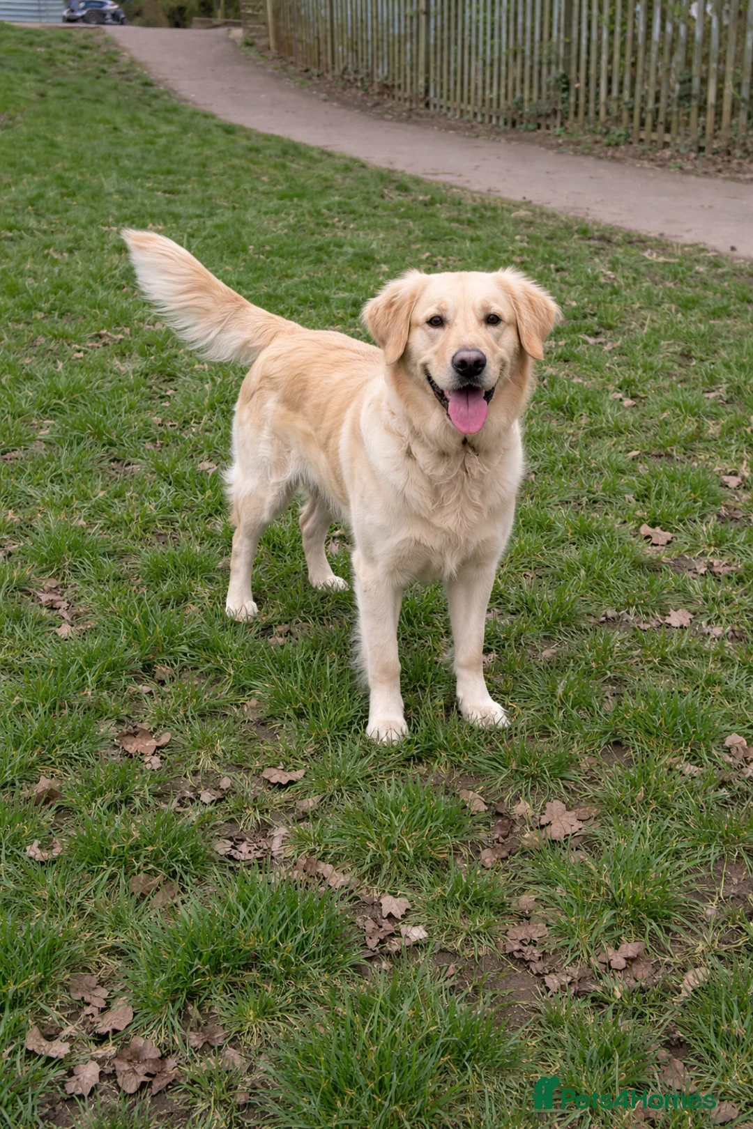 Golden Retriever dogs for sale: ❤️BELLA❤️ - Advert 1