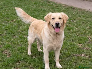 Golden Retriever dogs ❤️BELLA❤️ - Advert 3
