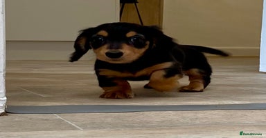 Miniature Dachshund dogs - Advert 5