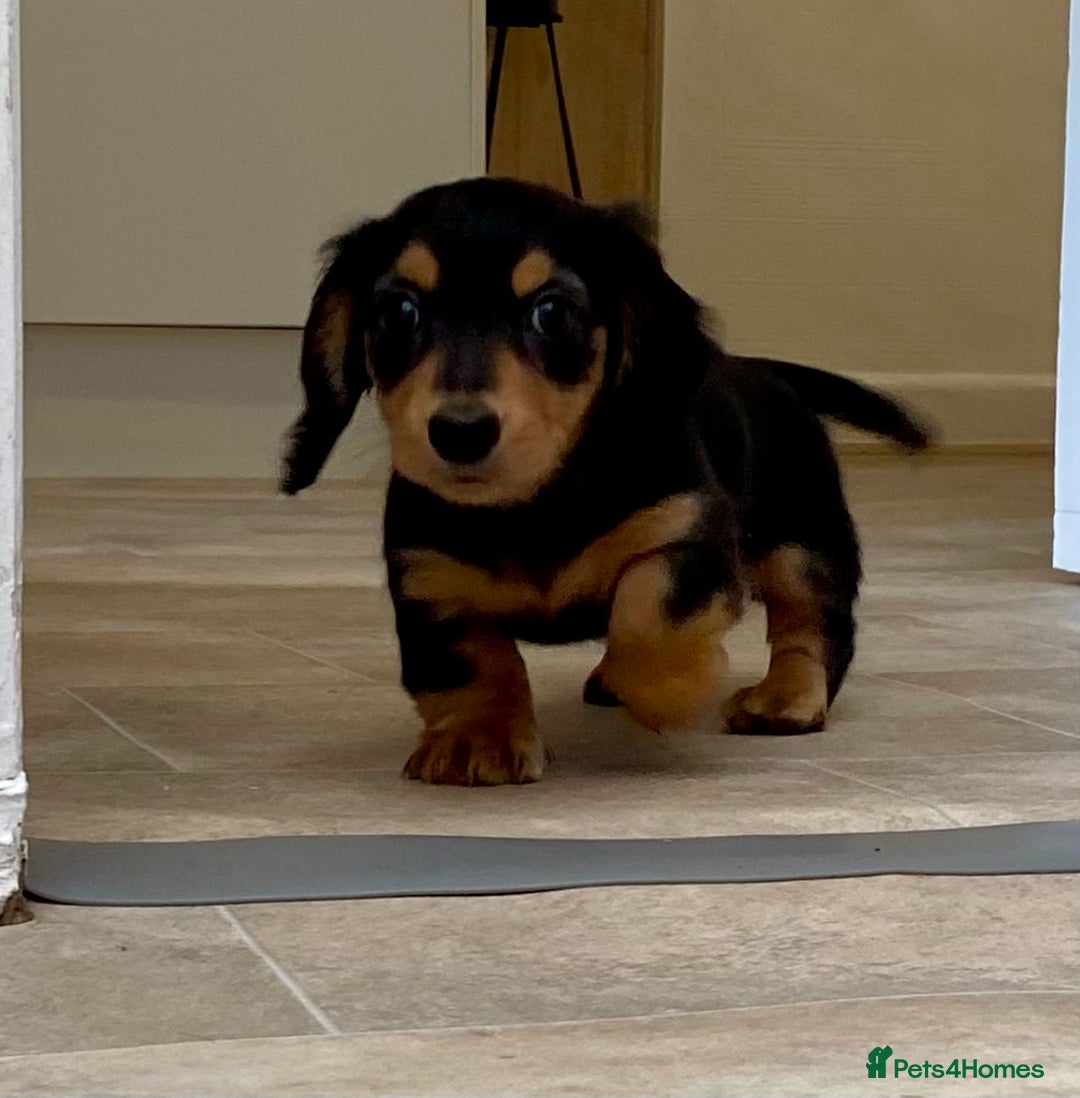 Miniature Dachshund dogs for sale: KC Reg long hair mini dachshunds “Ready now” - Image 4