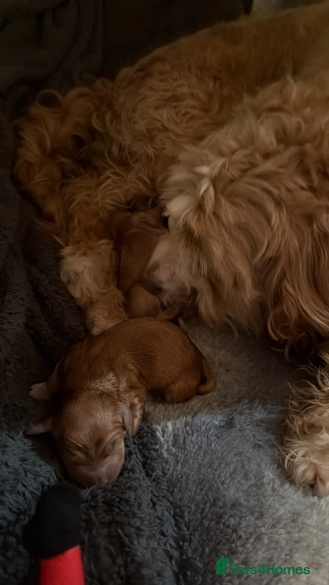 Cockapoo dogs for sale: Cockapoo puppies looking for forever homes - Advert 2