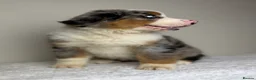 Mixed Breed dogs for sale: ⭐️SUPER RARE BERNESE x AUSTRALIAN SHEPHERD PUPS⭐️ - Advert 4
