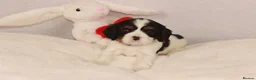 Cavalier King Charles Spaniel dogs for sale: Beautiful two puppies left ready now :)  - Advert 8