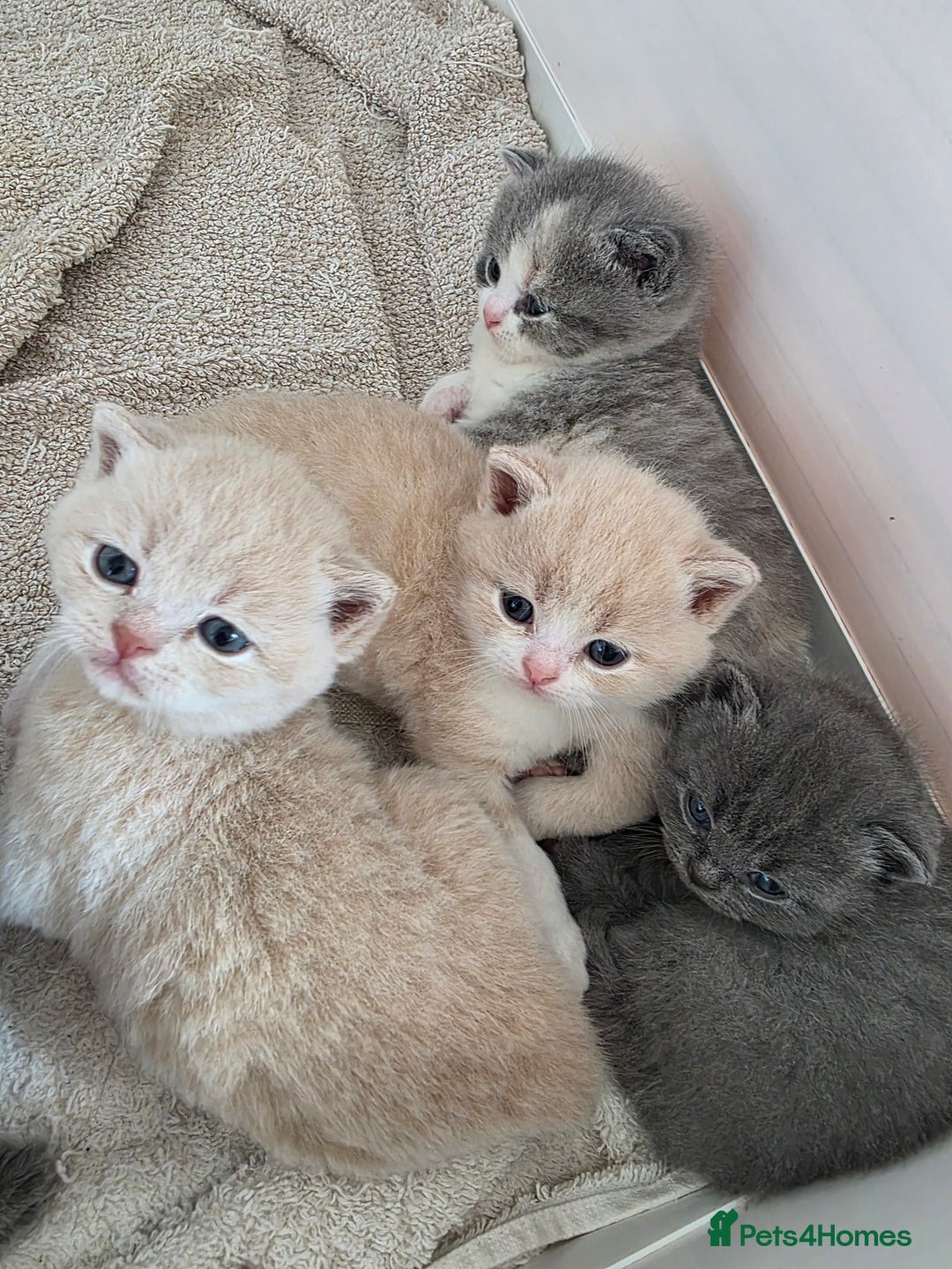 British Shorthair cats for sale: British Shorthairs Stunning Litter - Image 3
