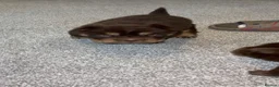 Shar Pei dogs for stud: Top quality full chco and tan bear coat  - Advert 14