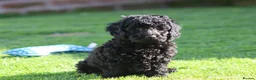 Cavapoochon dogs for sale: Beautiful Cavapoochon puppies for sale - Advert 6
