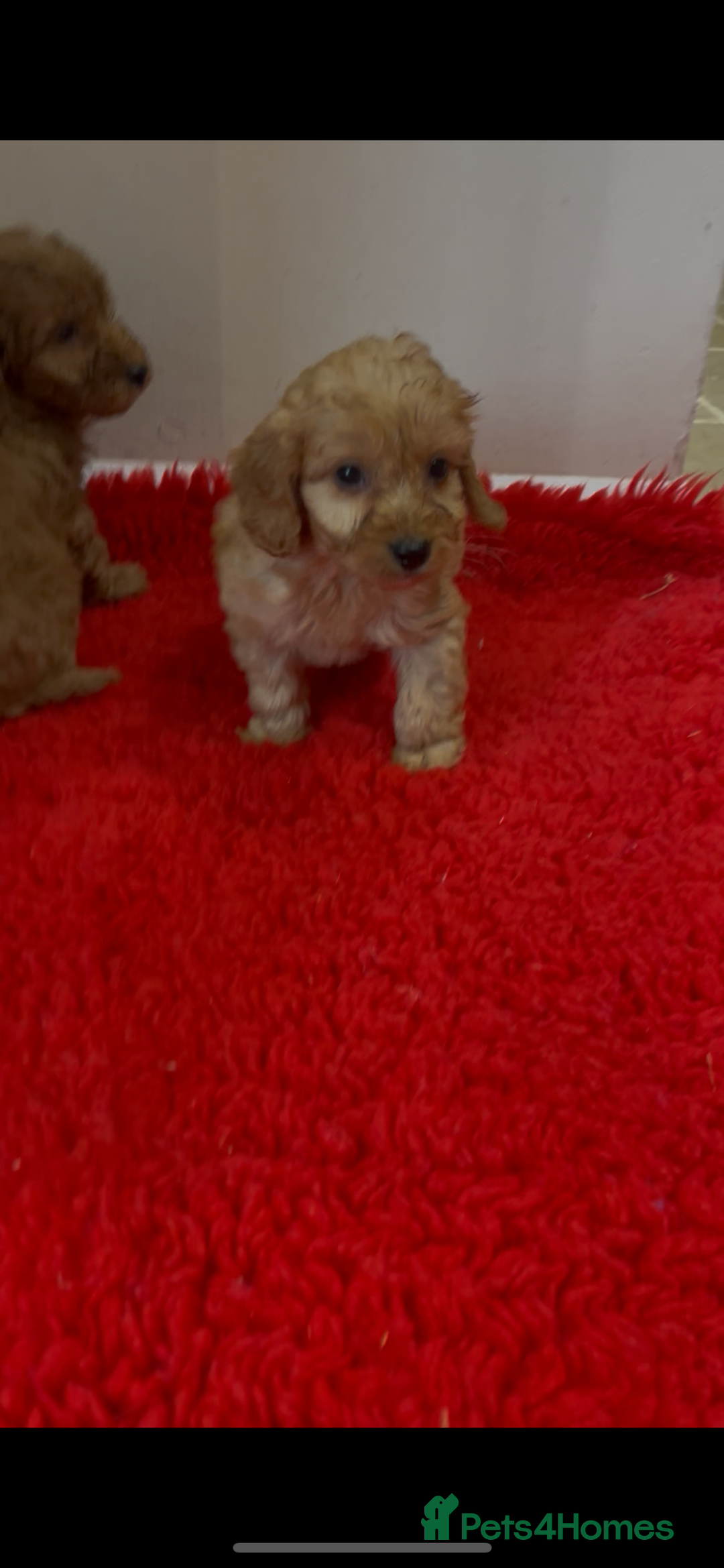 Cockapoo dogs for sale: Beautiful hereditary healthy male pups - Advert 3