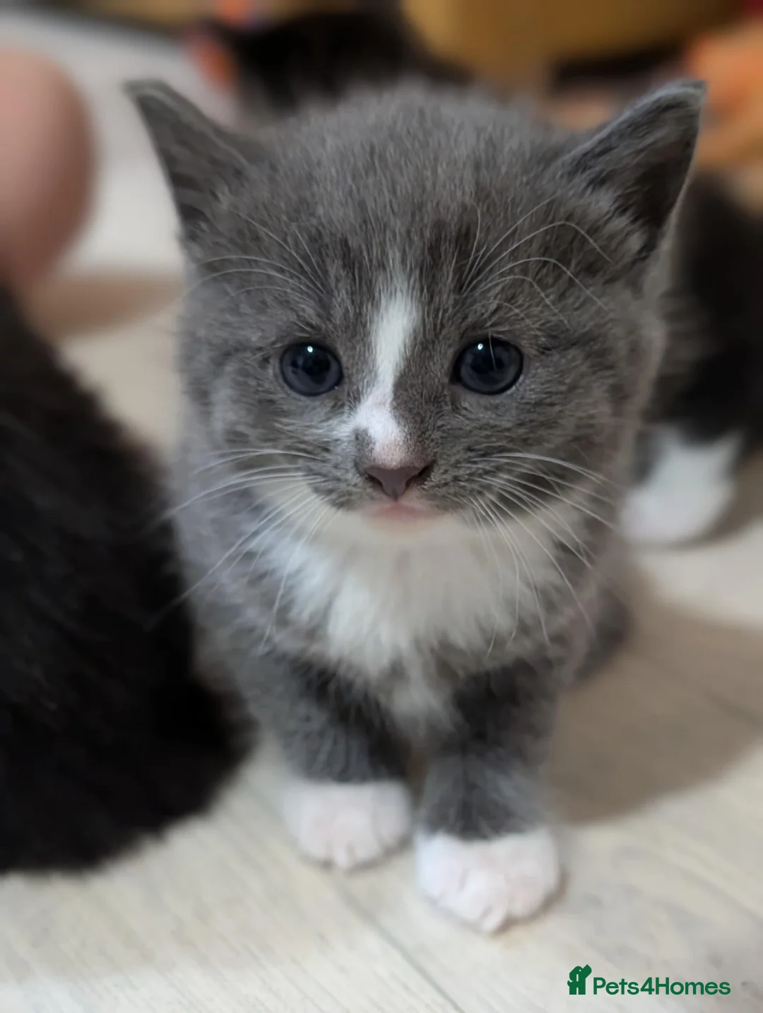 Russian Blue cats for sale: Beautiful Russian Blue Cross Kittens - Advert 2