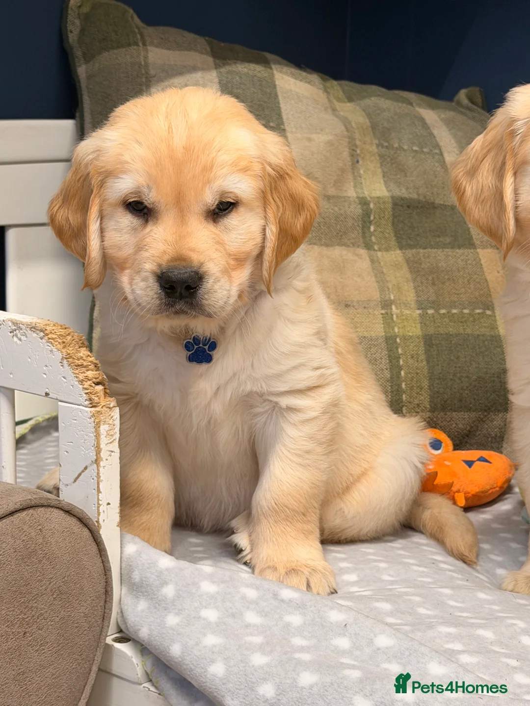 Golden Retriever dogs for sale: 🐶Fluffy bears looking for forever home💕💕 ! - Advert 31