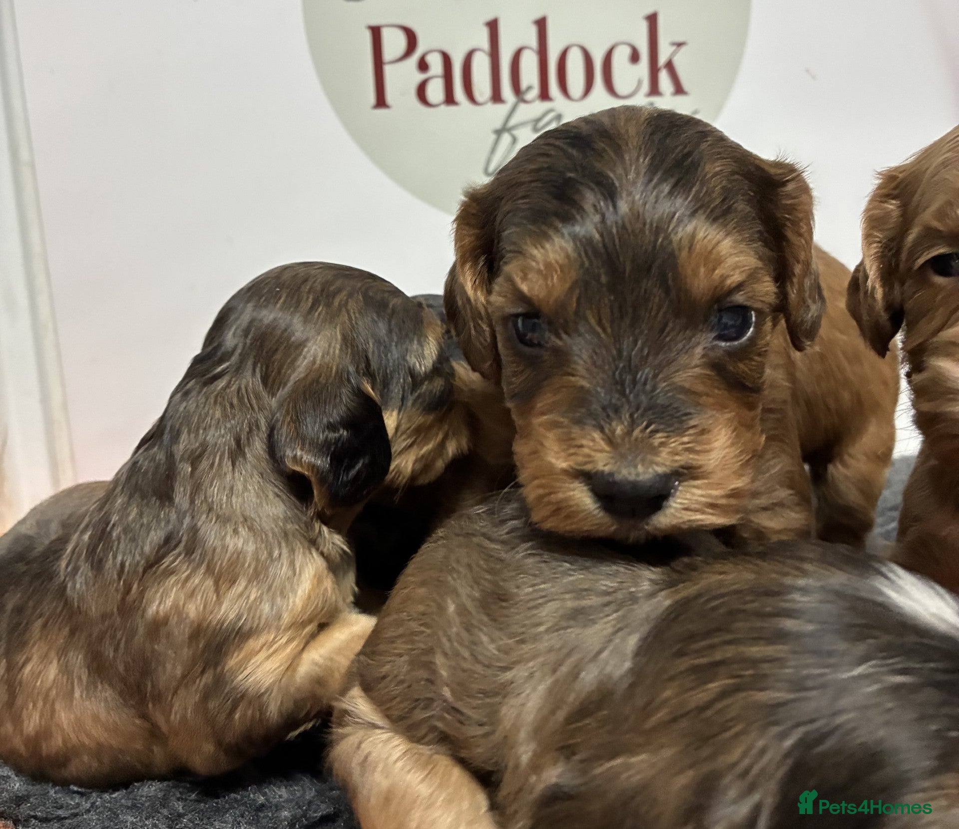 Cockapoo dogs for sale: 🌟 Stunning F1 cockapoo puppies 🌟 - Advert 7