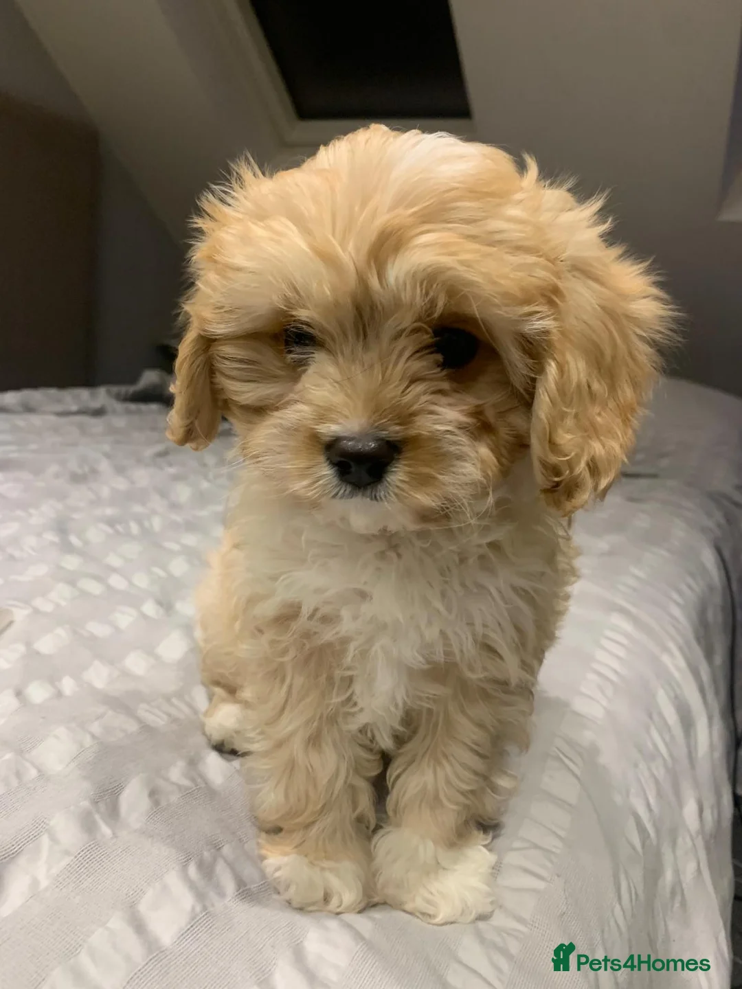 Cavapoo dogs for sale: F1B Cavapoo Puppies for Sale - Advert 10