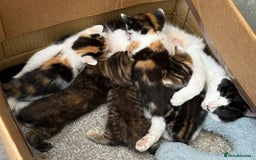 American Shorthair cats for sale: Smart stunning mixed colour kittens  - Image 31
