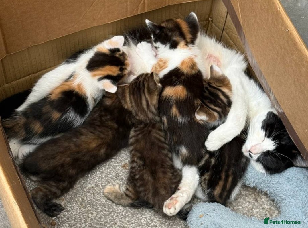 American Shorthair cats for sale: Smart stunning mixed colour kittens  - Image 31