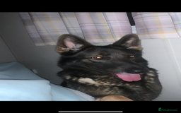 Mixed Breed dogs for sale: alaskan blue german shepard for rehoming (£100) - Advert 1