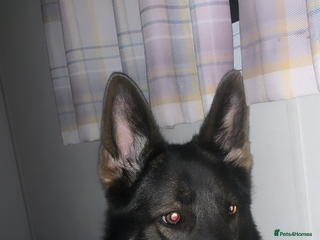 Mixed Breed dogs alaskan blue german shepard for rehoming (£100) - Advert 15