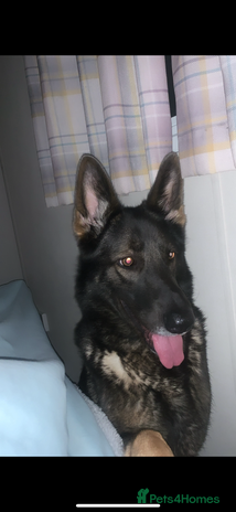Mixed Breed dogs alaskan blue german shepard for rehoming (£100) - Advert 1