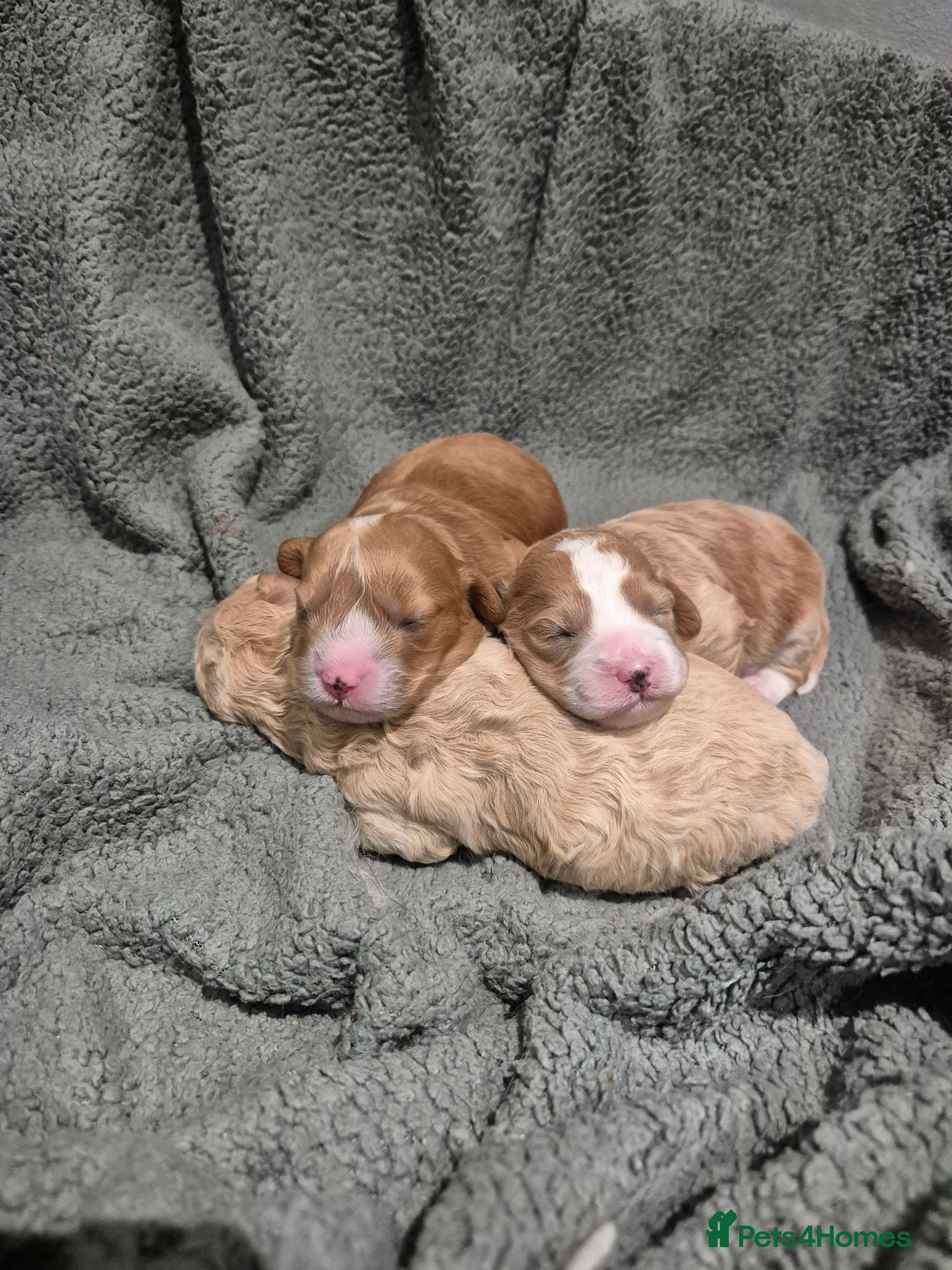 Cavapoochon dogs 3 pretty girls - Advert 1