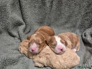 Cavapoochon dogs 3 pretty girls - Advert 1