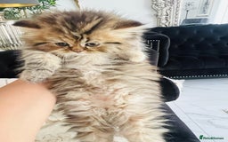 Persian cats for sale: Pure Persian golden kitten ( Persian ) in Isleworth - Image 2