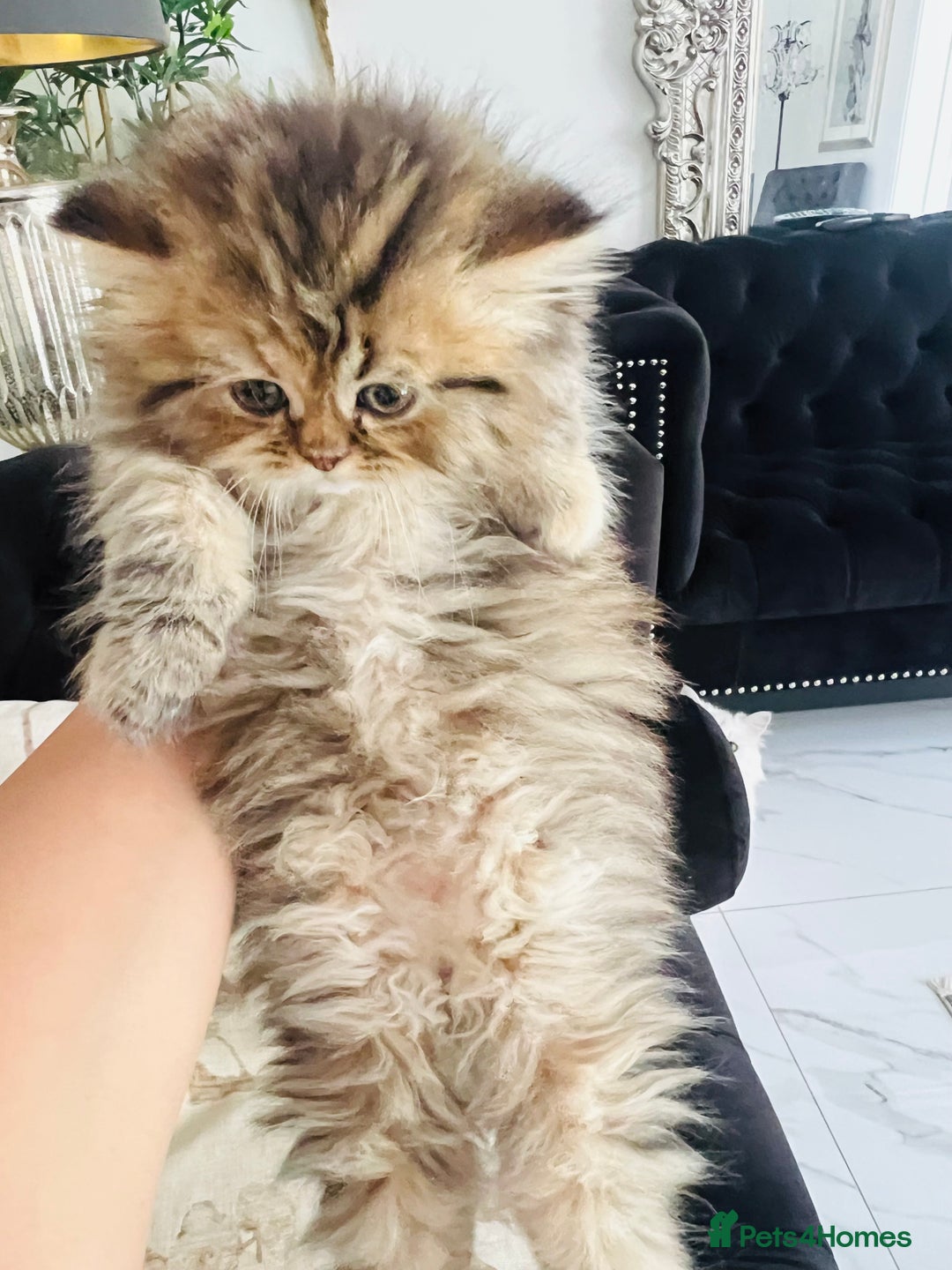 Persian cats for sale: Pure Persian golden kitten ( Persian ) in Isleworth - Image 2