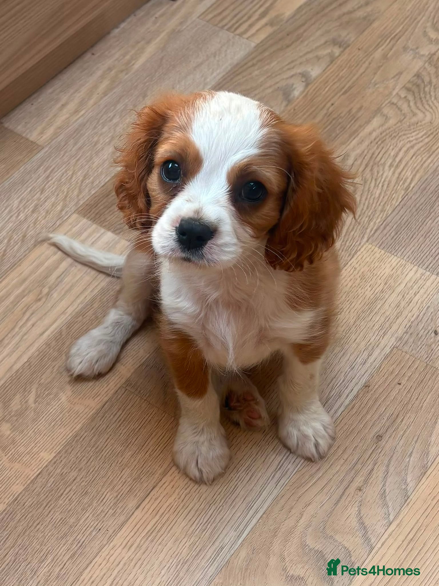 Cavalier King Charles Spaniel dogs Beautiful cavalier puppies last boy avalible - Advert 2