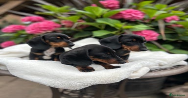 Miniature Dachshund dogs - Advert 14