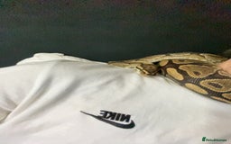 Snake reptiles for sale: 4 snakes need gone - Image 14