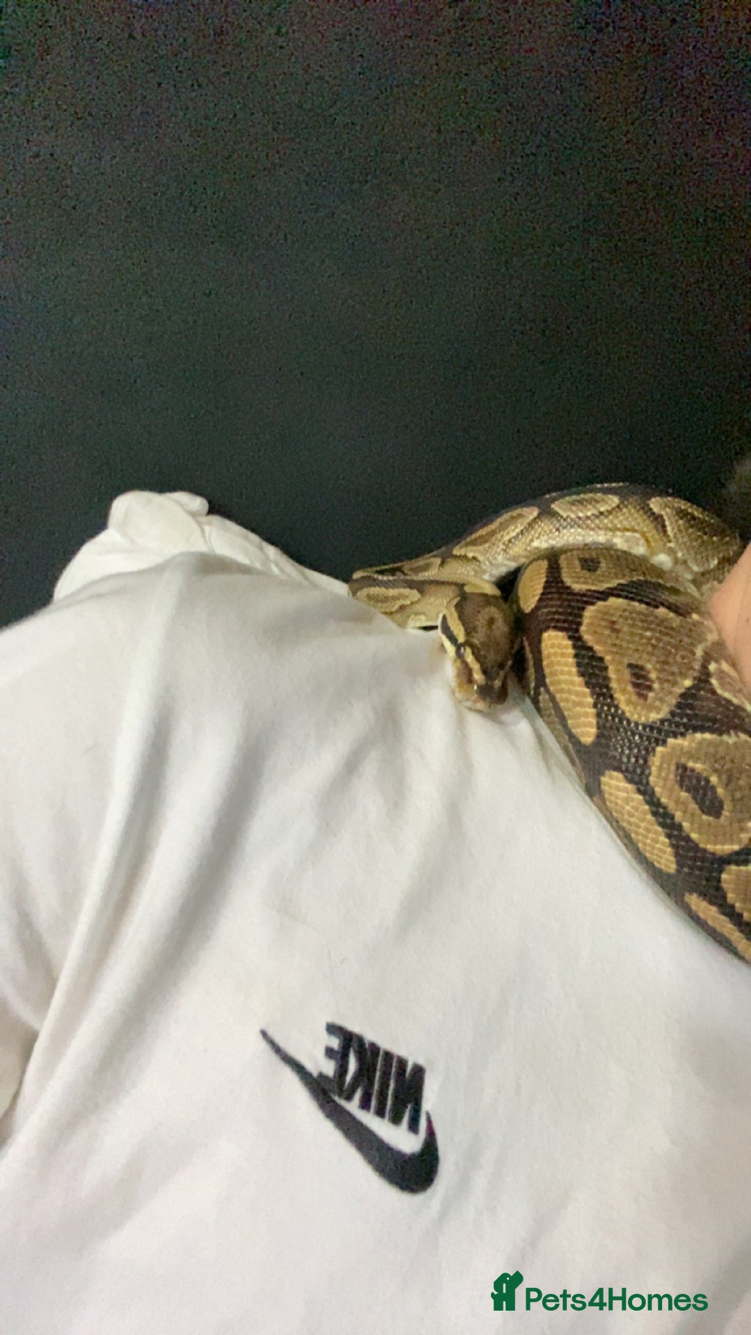 Snake reptiles for sale: 4 snakes need gone - Image 14