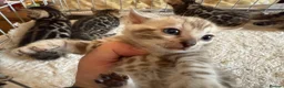 Bengal cats for sale: Outstanding Pedigree TICA Bengal Kittens - Advert 21