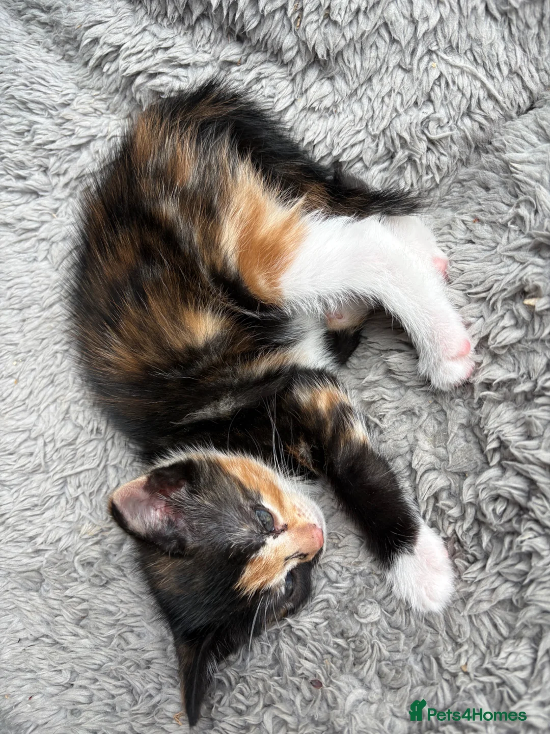 Mixed Breed cats for sale: Mixed breed kittens various colours MK17 0PR in Milton Keynes - Advert 12
