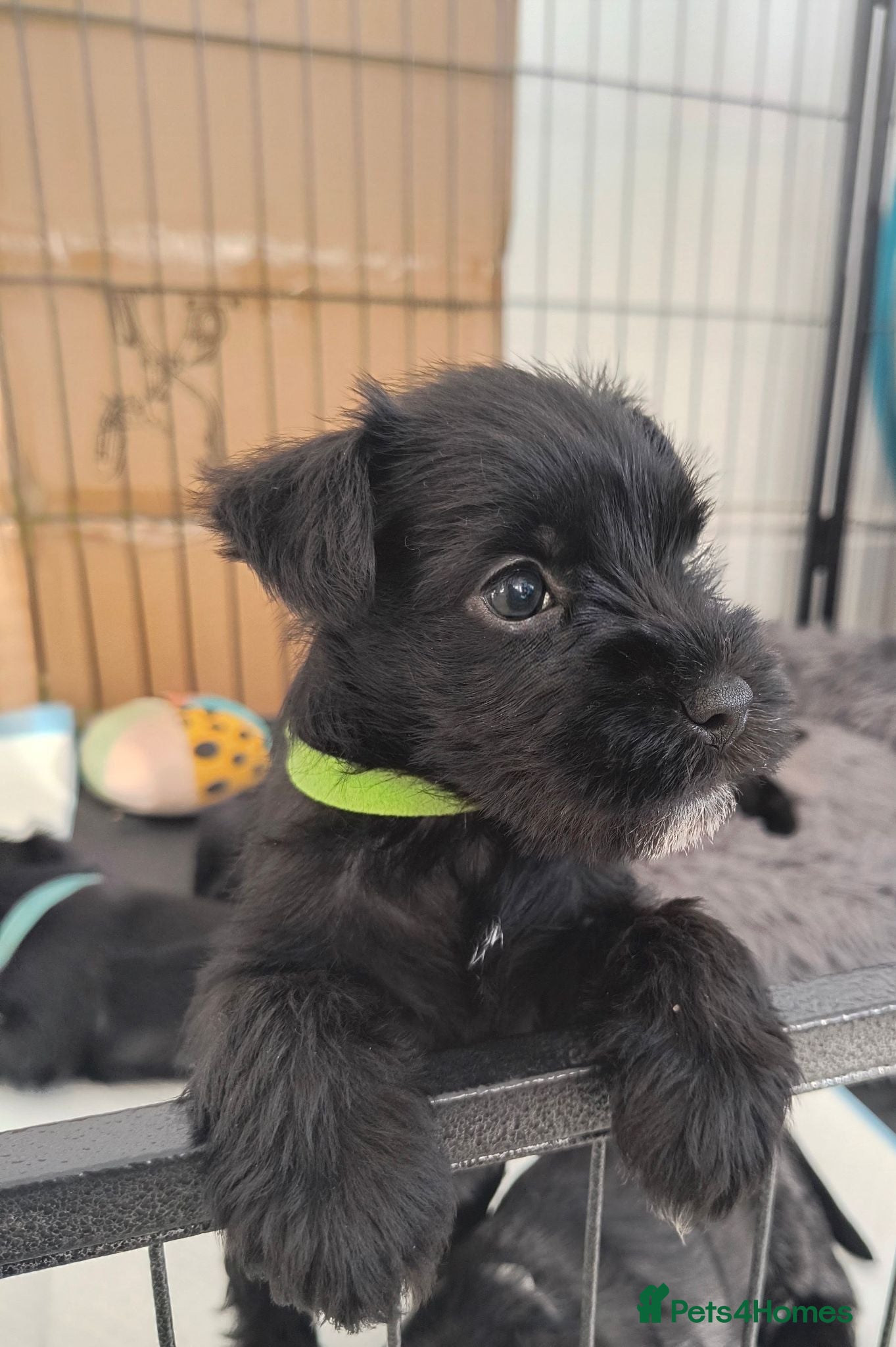 Miniature Schnauzer dogs Beautiful Black Miniature Schnauzer Puppies - Advert 17
