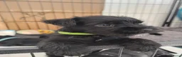 Miniature Schnauzer dogs for sale: Beautiful Black Miniature Schnauzer Puppies - Advert 1