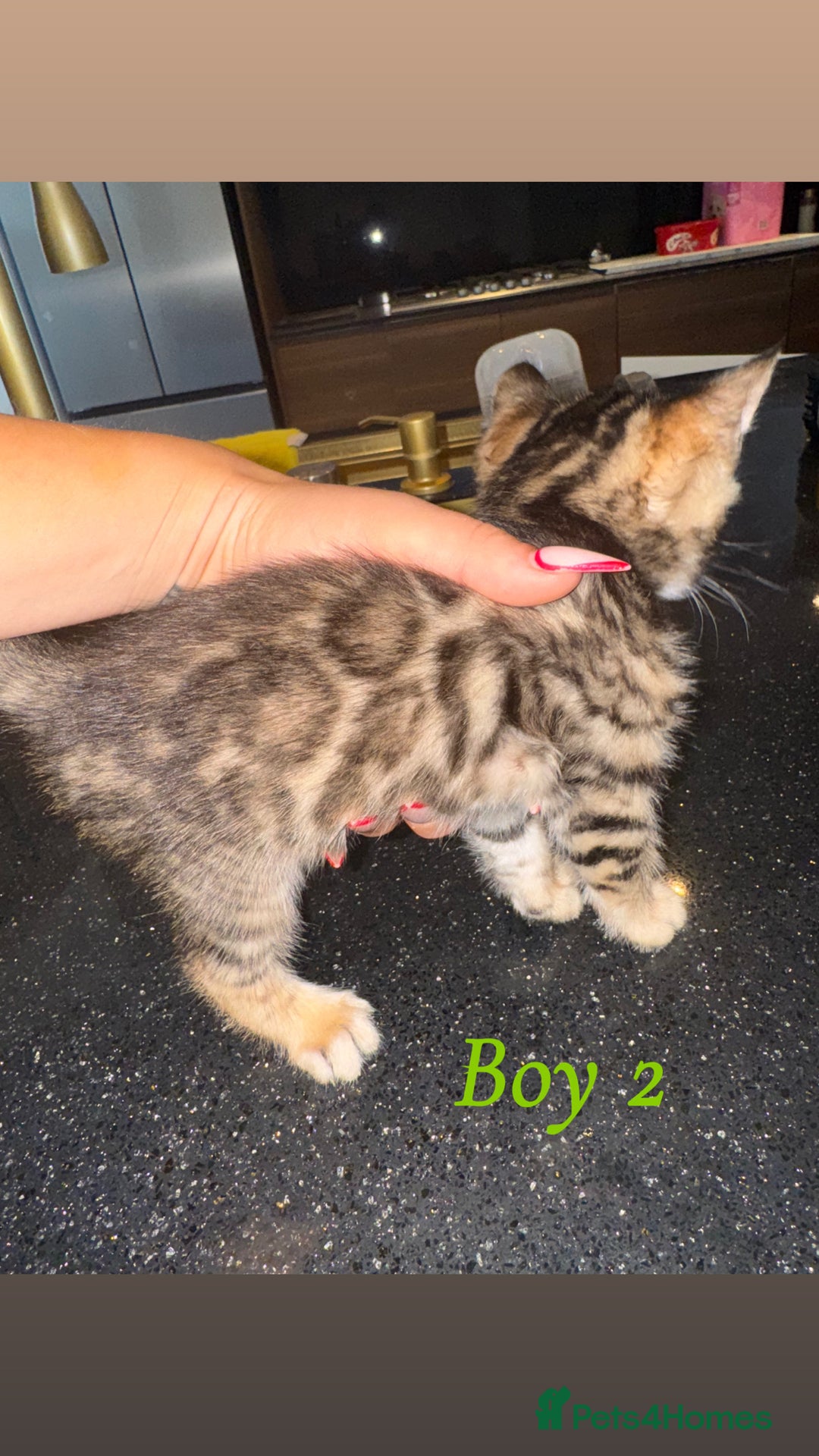 Bengal cats for sale: 4 Beautiful Bengals for sale  - Image 5