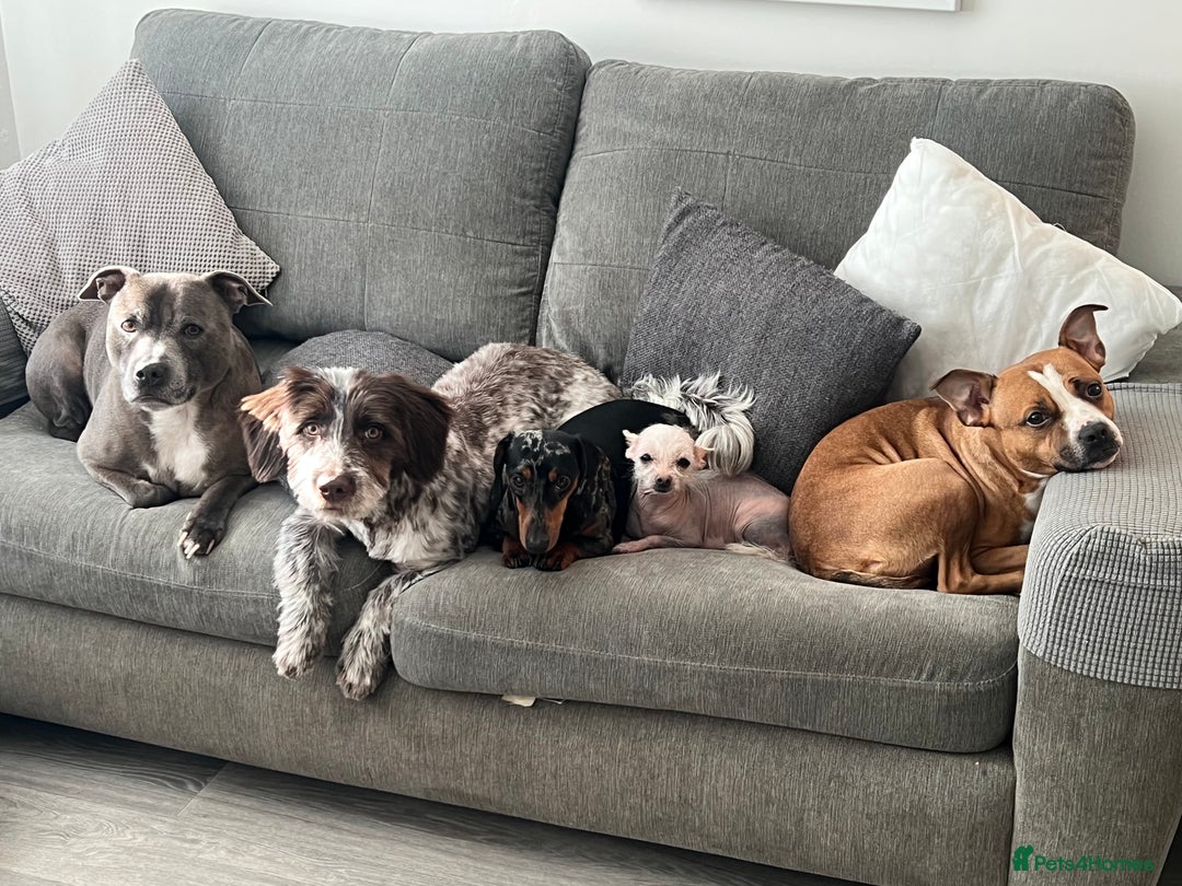 Cockapoo dogs for sale: Beautiful nala speingerpoo  - Advert 3