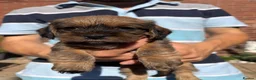 Mixed Breed dogs for sale: Gorgeous puppys wire hair dashhone/Shih Tzu - Advert 4