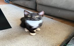 Mixed Breed cats for sale: Ragdoll x READY TO LEAVE NOW - Image 1