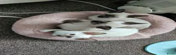 Siamese cats for sale: Siamese x rex kittens - Advert 9