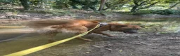 Mixed Breed dogs for sale: Bull Mastiff cross German Shepard Boy - Advert 4