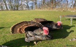 Turkeys poultry for sale: Mixed turkey poults / growers  - Image 8