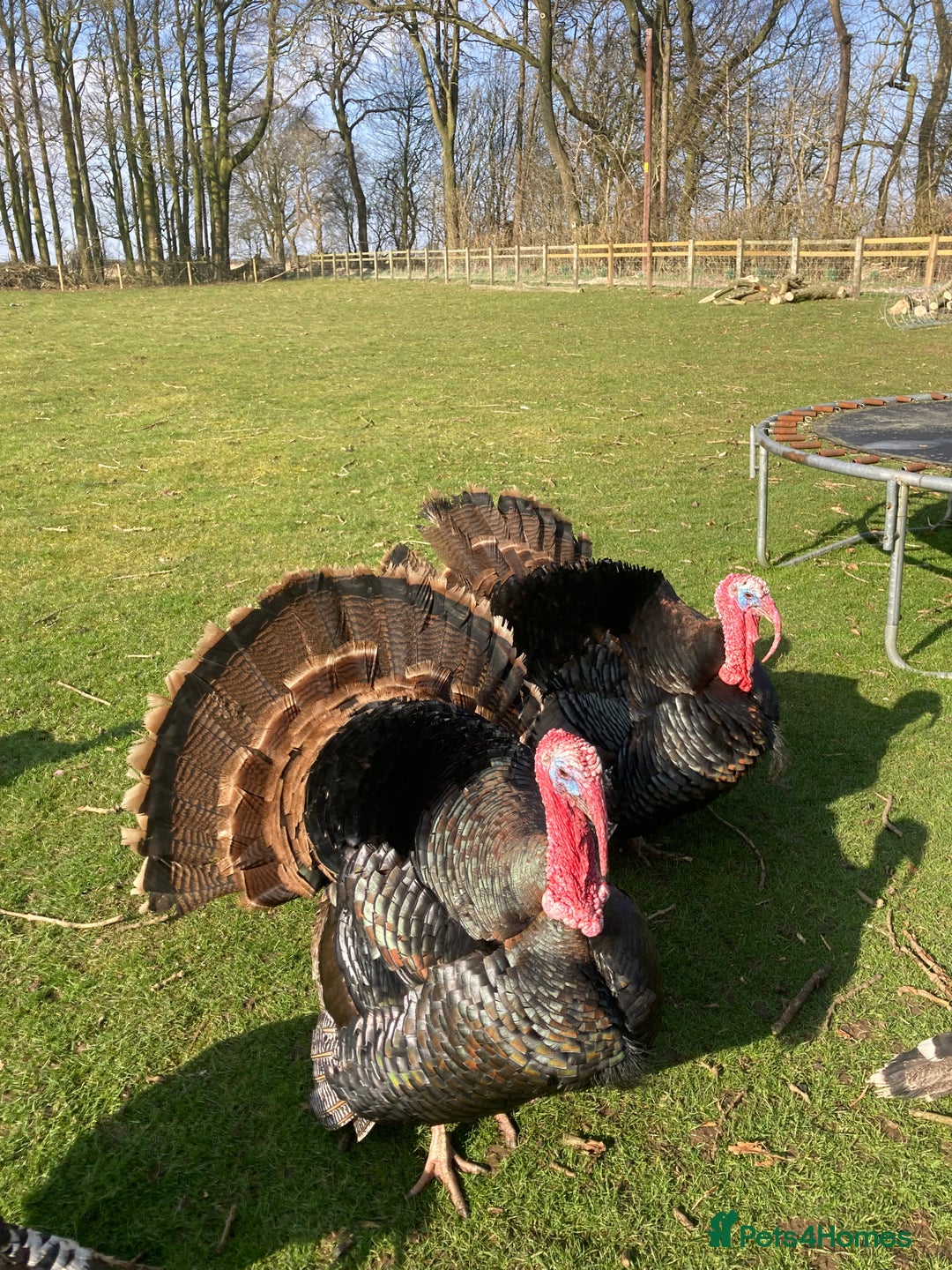 Turkeys poultry for sale: Mixed turkey poults / growers  - Image 8