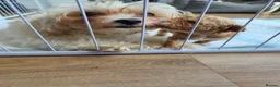 Maltipoo dogs for sale: Beautiful Very Tiny F1B maltipoos - Advert 22