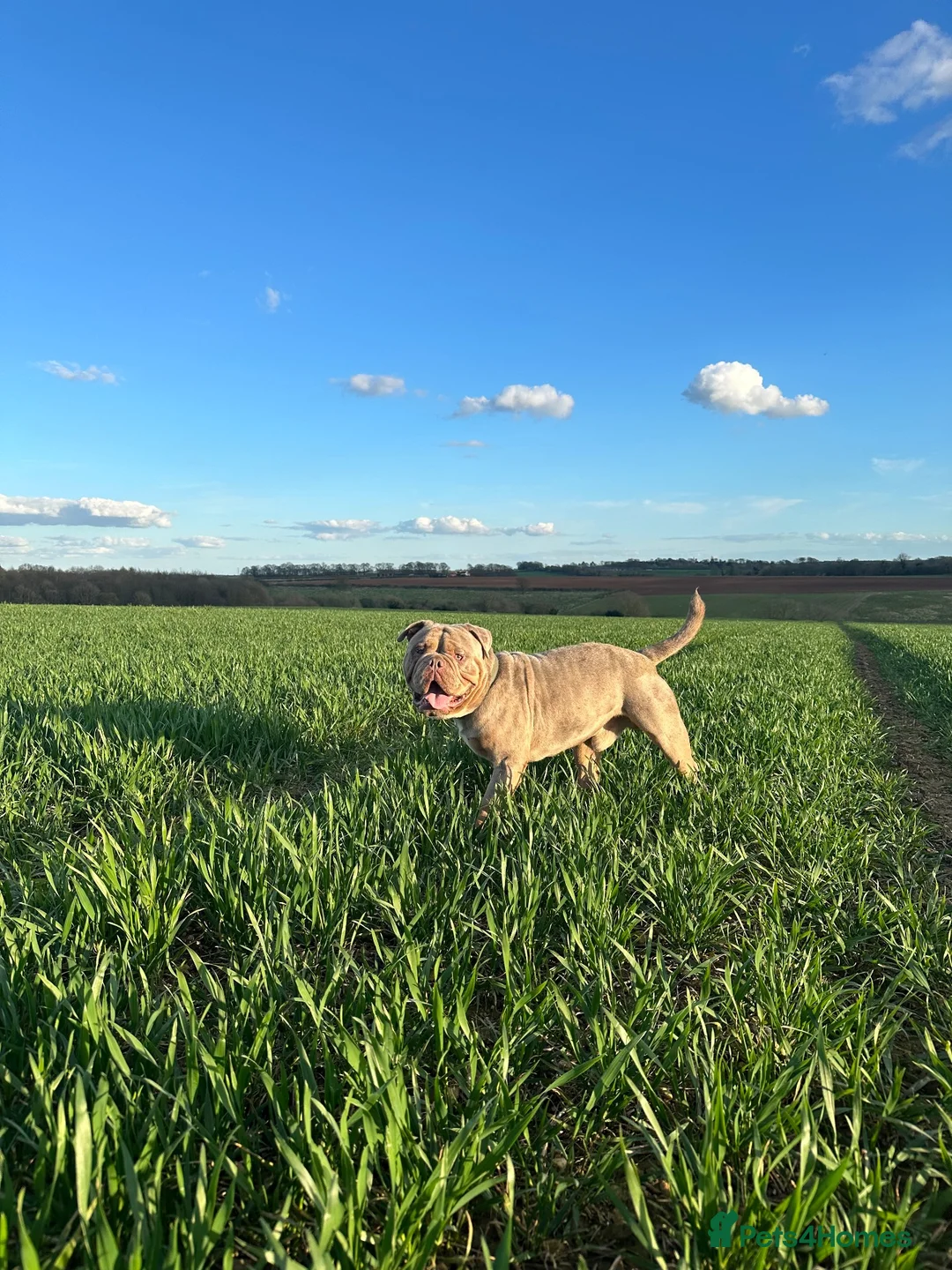 Old Tyme Bulldog dogs for sale: Meekz 4-Year-Old Old Tyme Bulldog - Rehome  - Advert 5