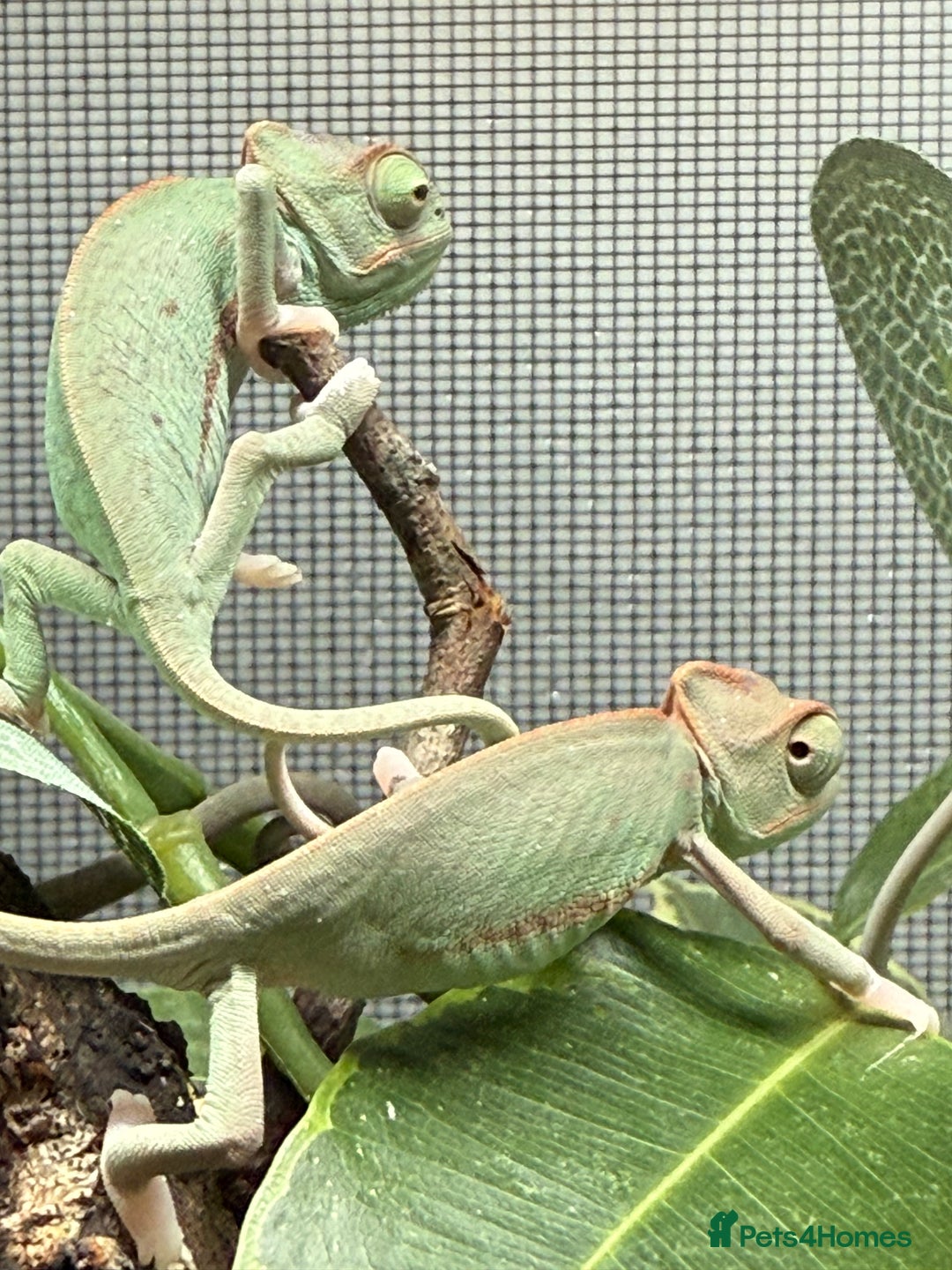 Chameleon reptiles for sale: Baby Yemen chameleons - Advert 6