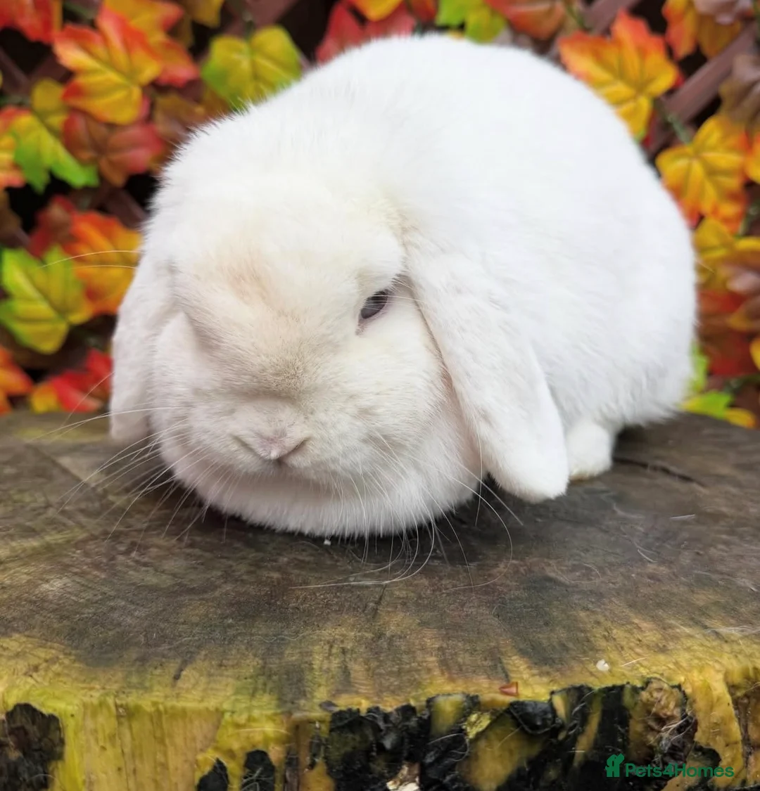 Mini Lop rabbits for sale: Mini lop does  - Advert 4